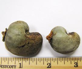   Fruits:   Anacardium occidentale ; Photo by N. Diaz, USDA APHIS PPQ, imageID.idtools.org
